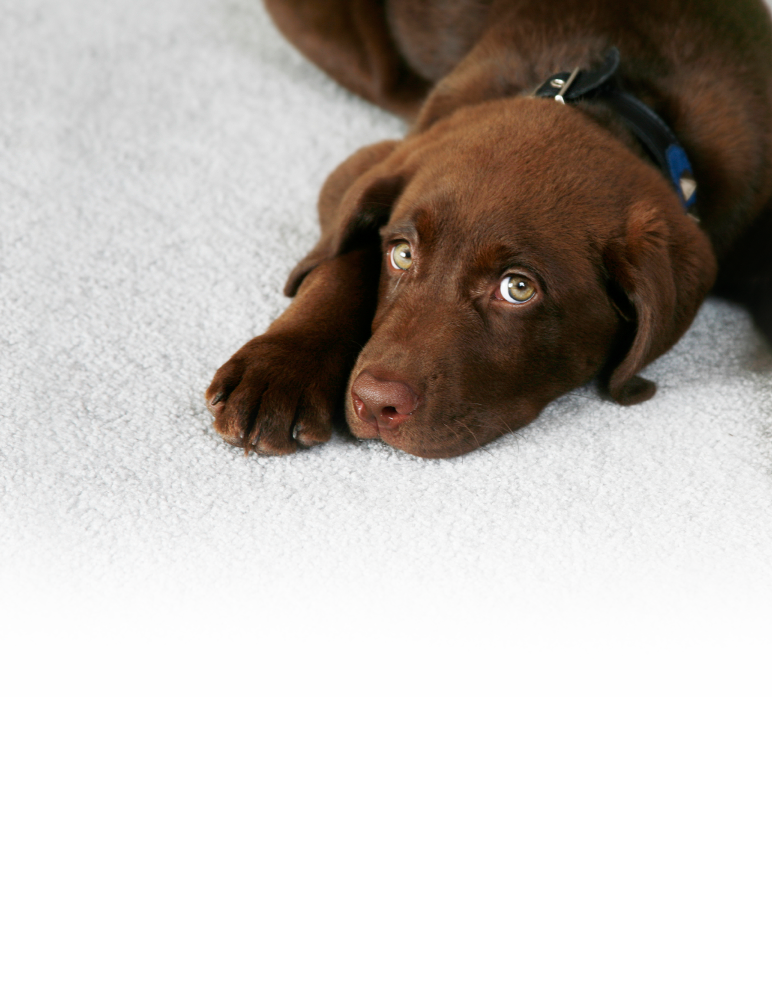 Max the Chocolate Lab